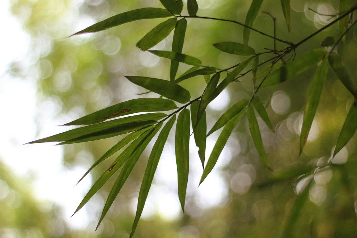The-Benefits-of-Using-a-Hinoki-Cypress-Natural-Aroma-Reed-Diffuser HAUS OF SMELL