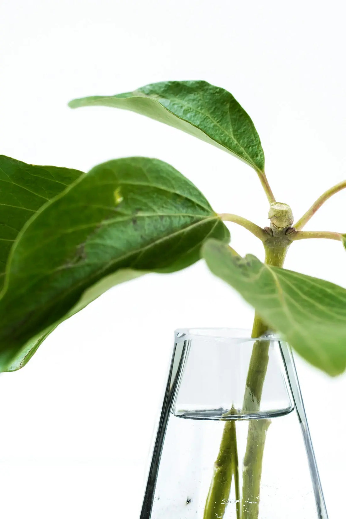 The-Ultimate-Guide-to-Experience-Enhanced-Well-being-With-D.M.T.-Tomato-Leaf-Aroma-Oil-Roller-Natural-Botanical-Perfume HAUS OF SMELL