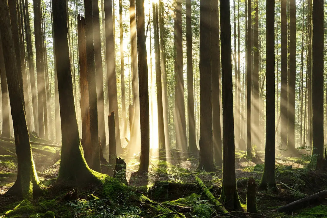 Creating-a-Soothing-Sanctuary-Unveiling-the-Benefits-of-the-Enoki-Forest-Natural-Aroma-Diffuser HAUS OF SMELL