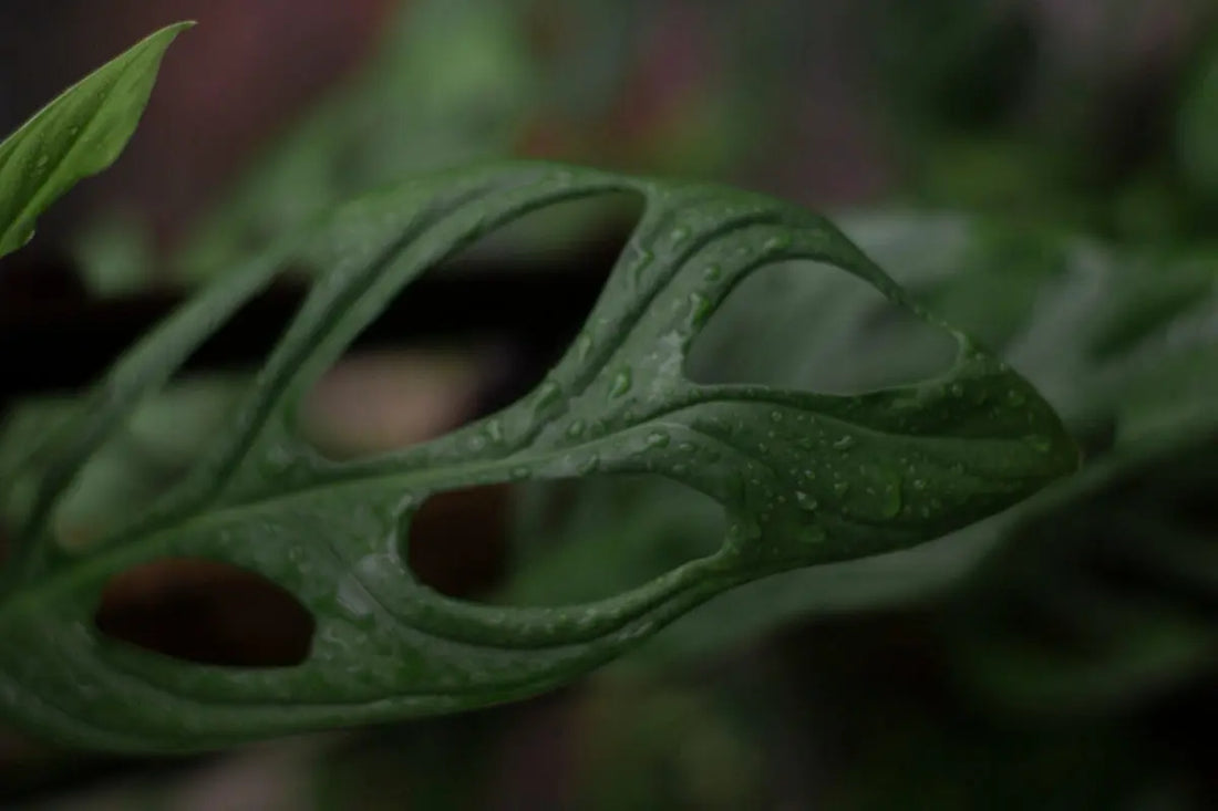 Discover-the-Multi-Dimensional-Benefits-of-DMT-Tomato-Leaf-Aroma-Mist-for-Personal-and-Home-Use HAUS OF SMELL