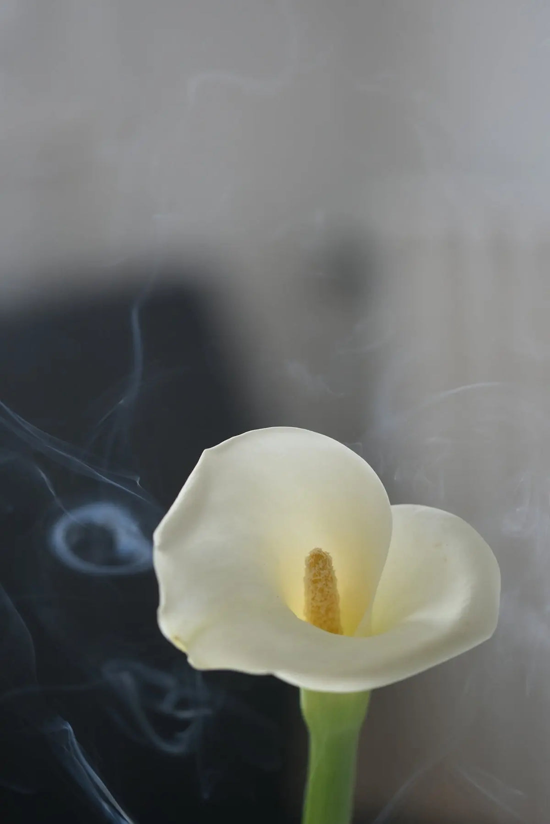 Indulge-in-Serenity-with-Cashmere-Musk-Natural-Aroma-Reed-Diffuser HAUS OF SMELL