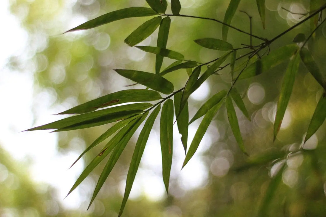 The-Benefits-of-Using-a-Hinoki-Cypress-Natural-Aroma-Reed-Diffuser HAUS OF SMELL
