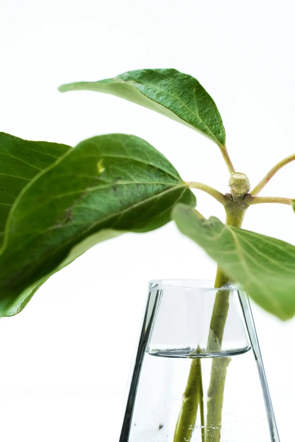 The-Ultimate-Guide-to-Experience-Enhanced-Well-being-With-D.M.T.-Tomato-Leaf-Aroma-Oil-Roller-Natural-Botanical-Perfume HAUS OF SMELL