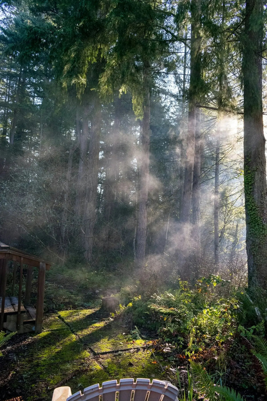 Transform-Your-Daily-Routine-with-Enoki-Forest-Room-and-Body-Aroma-Mist HAUS OF SMELL