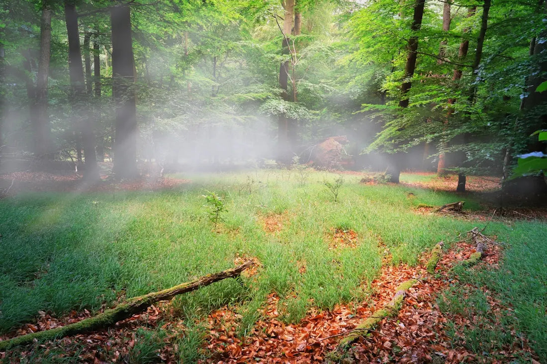 Transform-Your-Space-and-Spirit-with-Volcanic-Sage-Room-and-Body-Aroma-Mist HAUS OF SMELL