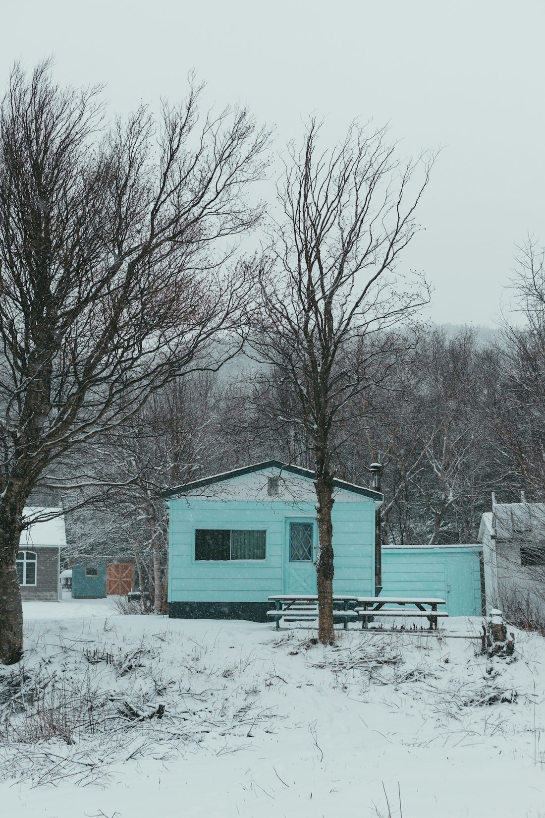 bare trees on snow covered ground during daytime