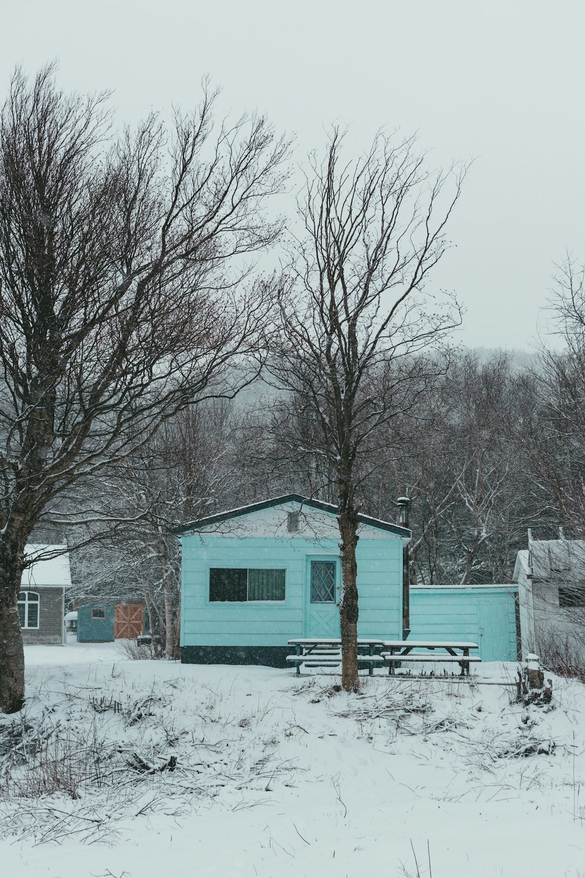 bare trees on snow covered ground during daytime