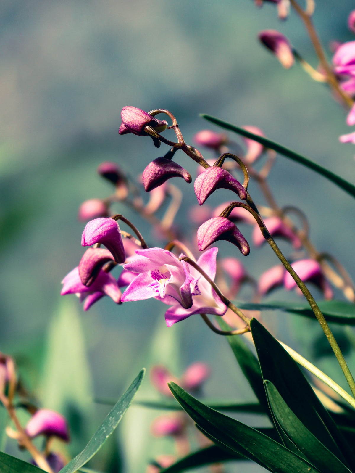 Pink orchids are blooming in a botanical garden.