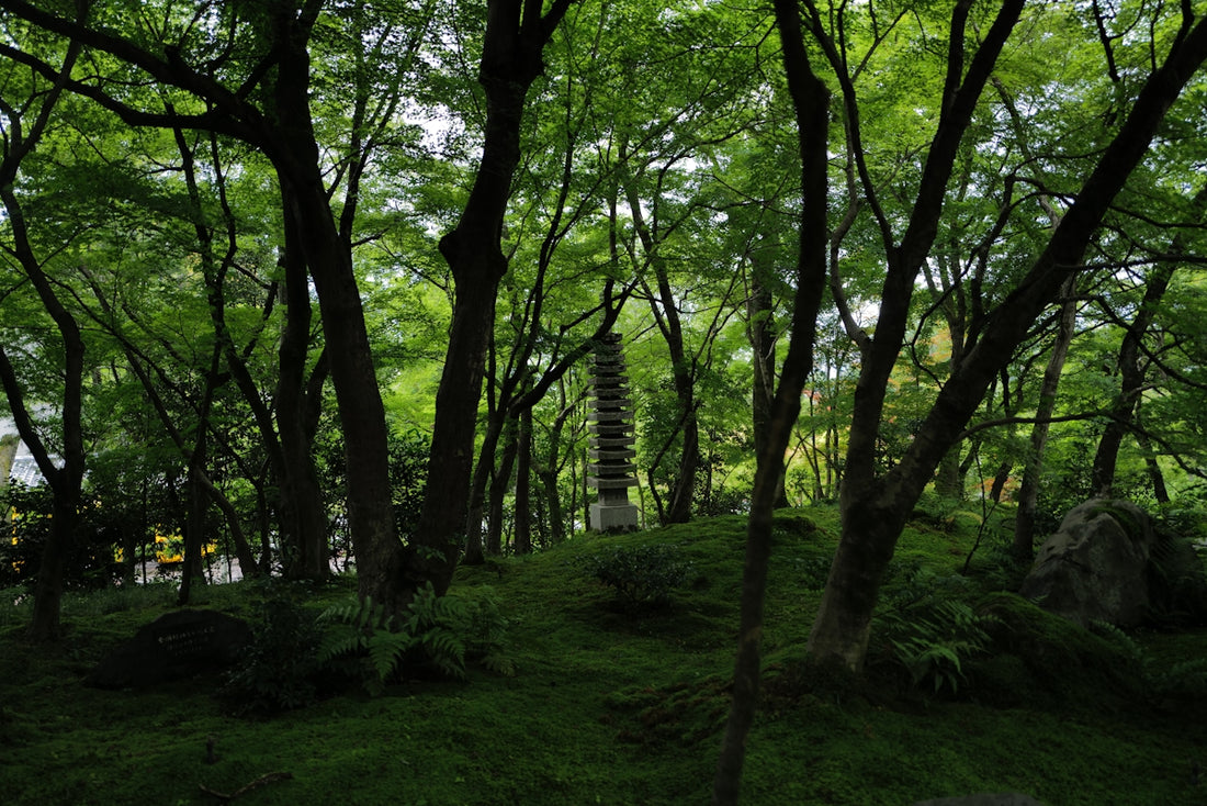 A japanese pagoda in a lush, green forest.