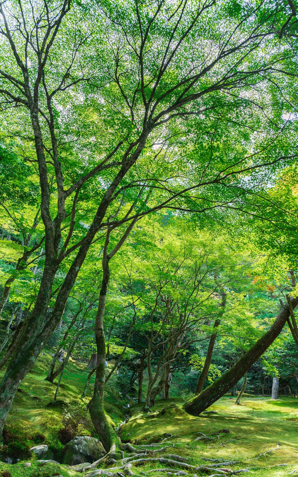 Lush green forest with mossy ground and exposed roots.